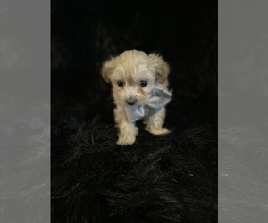 Morkie Puppy for sale in BEECH GROVE, IN, USA