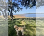 Small Photo #1 Goldendoodle Puppy For Sale in FAIR OAKS, CA, USA