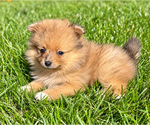 Bailey - Male Pomeranian Puppy for Sale - Photo #4