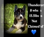 Puppy Thunder Siberian Husky