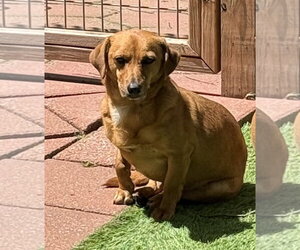 Chiweenie Dogs for adoption in Leavenworth, KS, USA