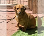 Small Chiweenie