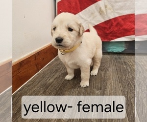 Medium English Cream Golden Retriever