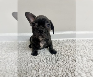 French Bulldog Puppy for sale in CHARLESTON, SC, USA