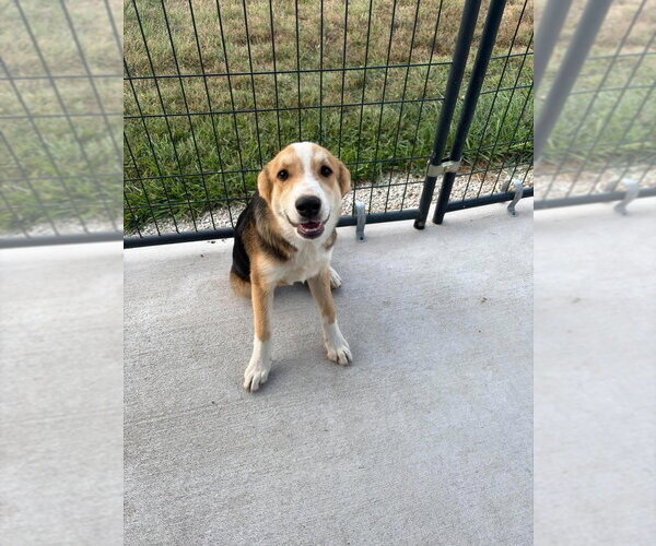 Medium Photo #1 Australian Retriever Puppy For Sale in Bolivar, MO, USA