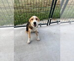 Gooseberry - Male Australian Retriever Dog for Adoption - Small photo