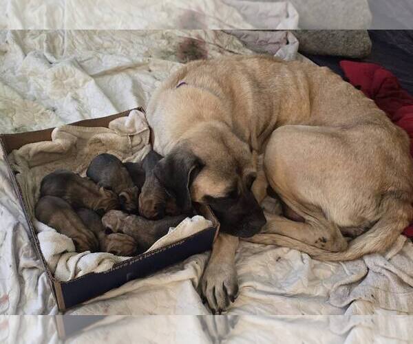 Medium Photo #2 Mastiff Puppy For Sale in Edmond, OK, USA