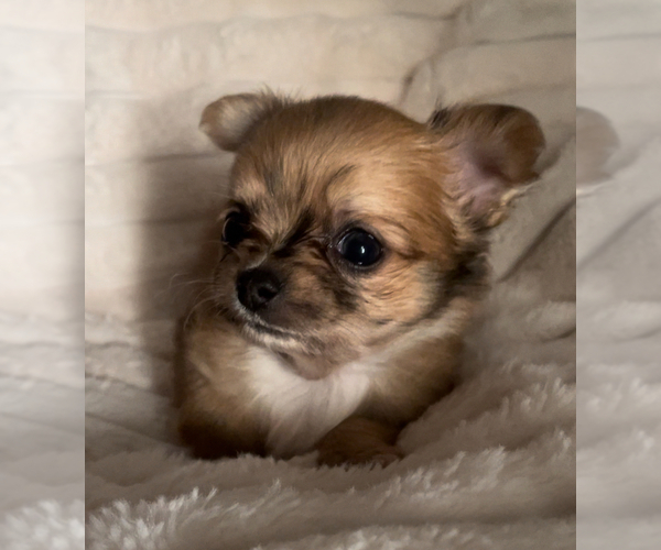 Medium Photo #9 Chihuahua Puppy For Sale in ADAMSVILLE, TN, USA