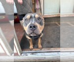Small #4 American Bulldog Mix