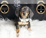 Puppy Sue AKC Dachshund