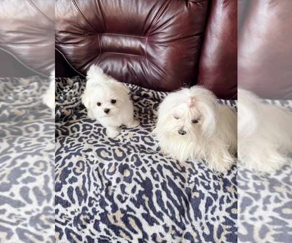 Medium Photo #3 Maltese Puppy For Sale in LANCASTER, PA, USA