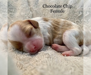 Cavalier King Charles Spaniel Puppy for sale in TULSA, OK, USA