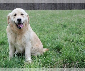 Father of the Golden Irish puppies born on 04/06/2025