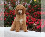 Small Photo #6 Poodle (Standard) Puppy For Sale in GAP, PA, USA