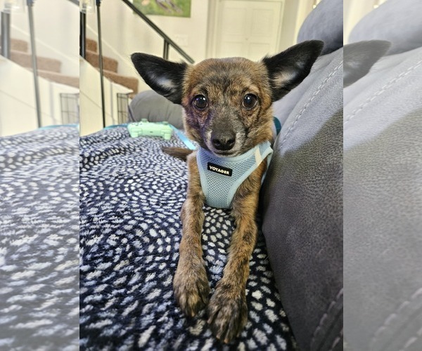 Medium Photo #2 Chihuahua-Unknown Mix Puppy For Sale in Tempe , AZ, USA