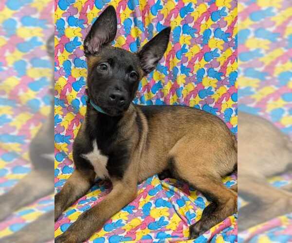 Medium Photo #5 Mutt Puppy For Sale in Stevens Point, WI, USA