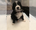 Small #22 Bernedoodle