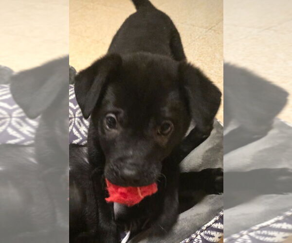 Medium Photo #4 Shepradors Puppy For Sale in Minneapolis, MN, USA