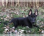 Small Photo #7 German Shepherd Dog Puppy For Sale in OSTRANDER, OH, USA