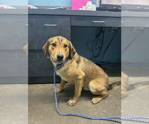 Clove - Male Mutt Dog for Adoption - Photo #2
