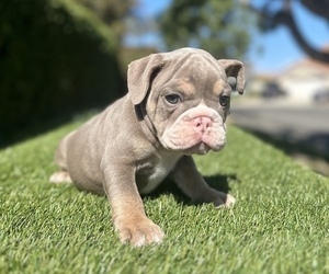 English Bulldog Puppy for sale in PAEONIAN SPRINGS, VA, USA