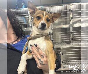 Chiweenie Dogs for adoption in Washington, DC, USA