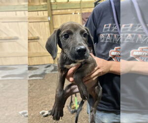 Black and Tan Coonhound-Labrador Retriever Mix Dogs for adoption in Benton, PA, USA