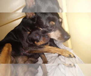 Miniature Pinscher Puppy for sale in S PASADENA, FL, USA