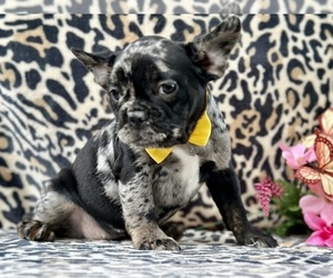 French Bulldog Puppy for sale in LANCASTER, PA, USA