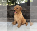 Small #1 Golden Retriever