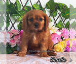 Image preview for Ad Listing. Nickname: Charlie