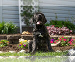 Small Photo #9 Neapolitan Mastiff Puppy For Sale in NAPPANEE, IN, USA