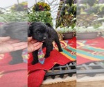Puppy Pbear Shiranian