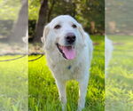 Small #1 Great Pyrenees