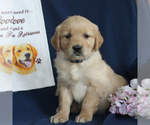 Small Photo #3 Golden Retriever Puppy For Sale in NEW HOLLAND, PA, USA