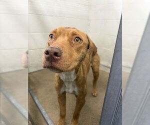 Mutt Dogs for adoption in San Bernardino, CA, USA