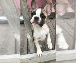 Faux Frenchbo Bulldog Puppy for sale in KEOTA, OK, USA