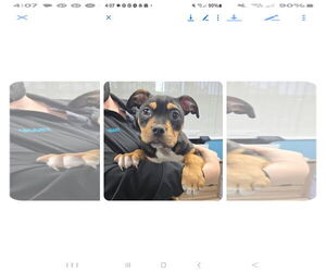 Mutt Dogs for adoption in Marine City, MI, USA