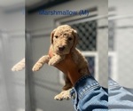 Puppy Marshmallow Goldendoodle