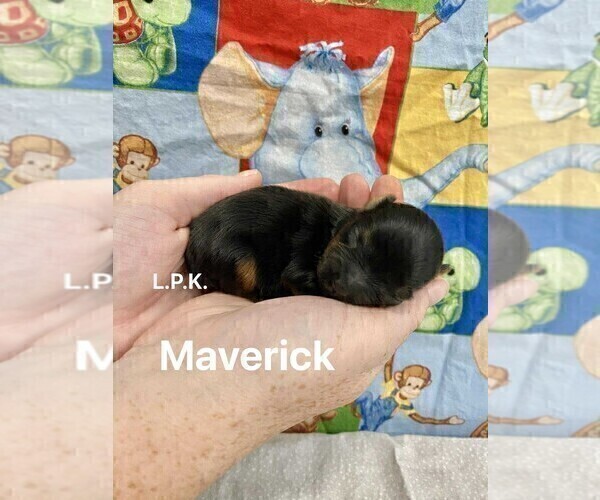 Medium Photo #5 Yorkshire Terrier Puppy For Sale in WINNSBORO, LA, USA