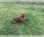 Small Photo #1 Dachshund Puppy For Sale in ORLANDO, FL, USA