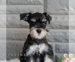 Schnauzer (Miniature) Puppy for sale in MIFFLINBURG, PA, USA