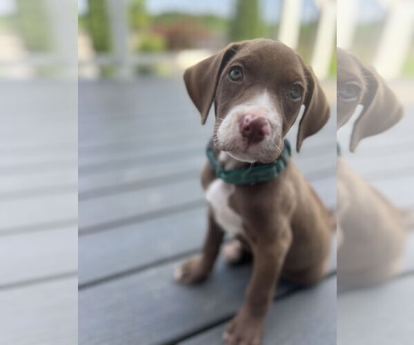 Medium Photo #1 Labrador Retriever-Unknown Mix Puppy For Sale in Derwood, MD, USA