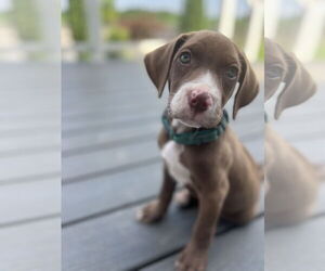 Labrador Retriever-Unknown Mix Dogs for adoption in Derwood, MD, USA