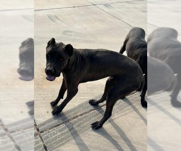 Medium Photo #1 Mutt Puppy For Sale in HESPERIA, CA, USA
