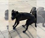 Small Mutt