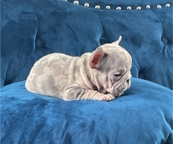 Medium Photo #20 French Bulldog Puppy For Sale in KANSAS CITY, MO, USA