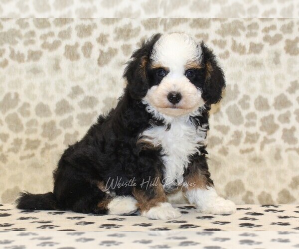 Medium Photo #4 Miniature Bernedoodle Puppy For Sale in DENVER, PA, USA