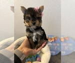 Small Photo #4 Yorkshire Terrier Puppy For Sale in PALMDALE, CA, USA