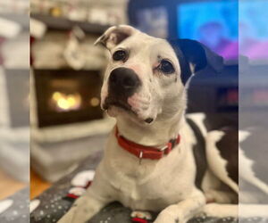 Mutt Dogs for adoption in Canton, CT, USA